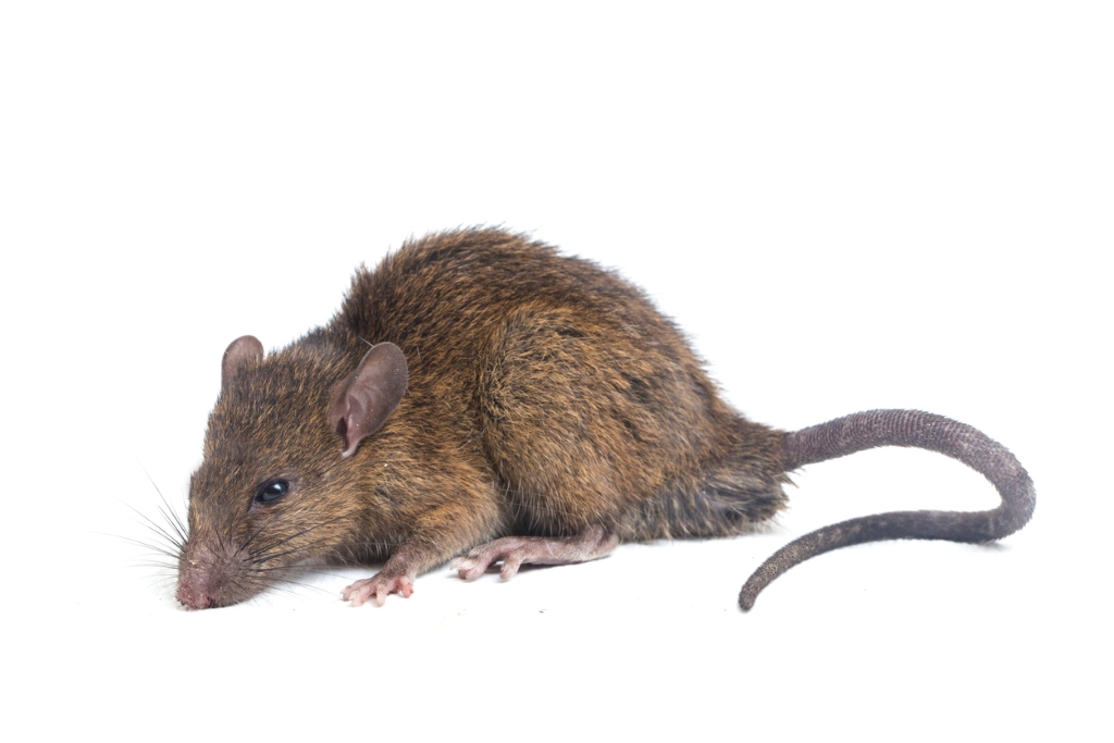 Brown Rat Mouse isolated on white background