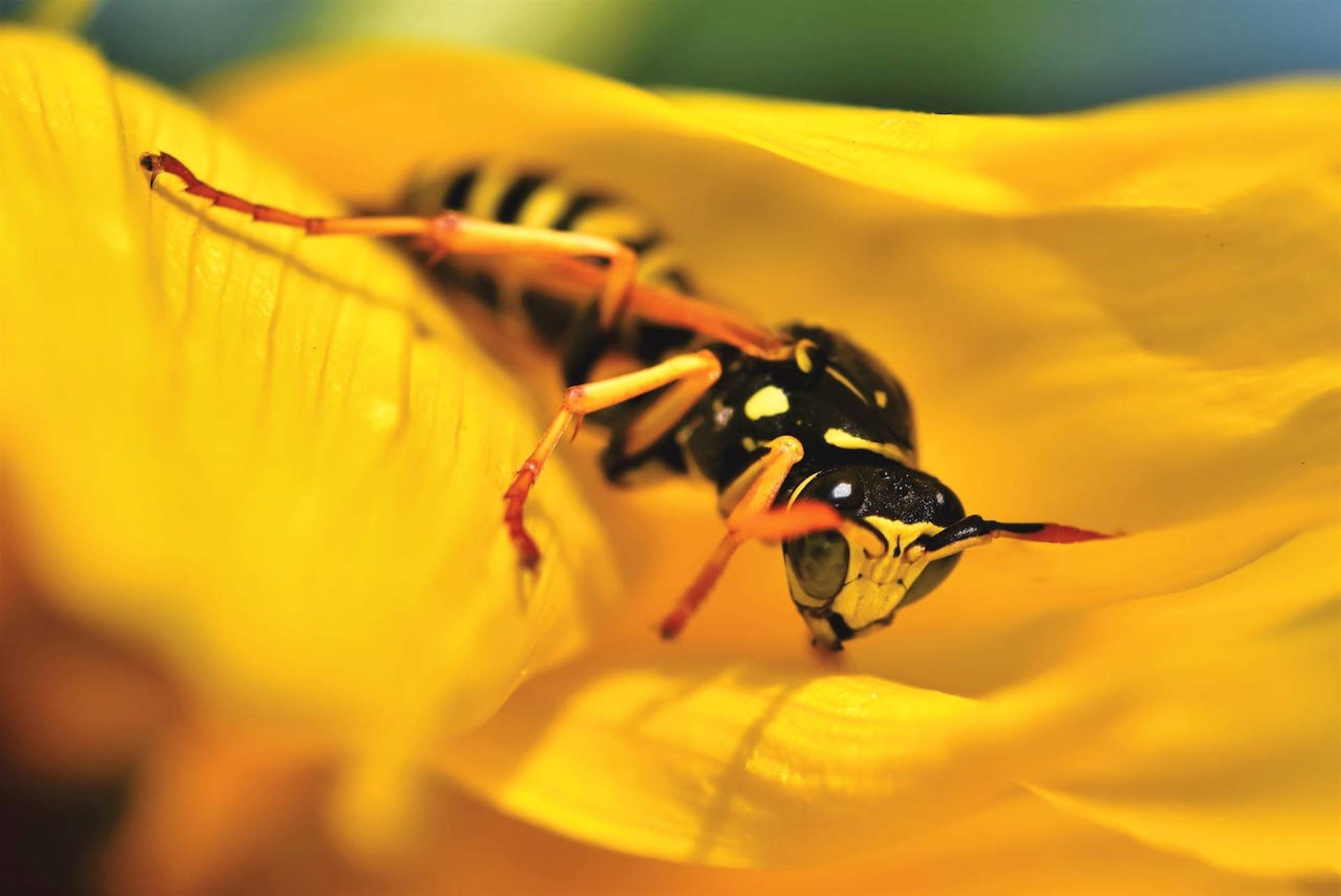 wasp on a yellow flower