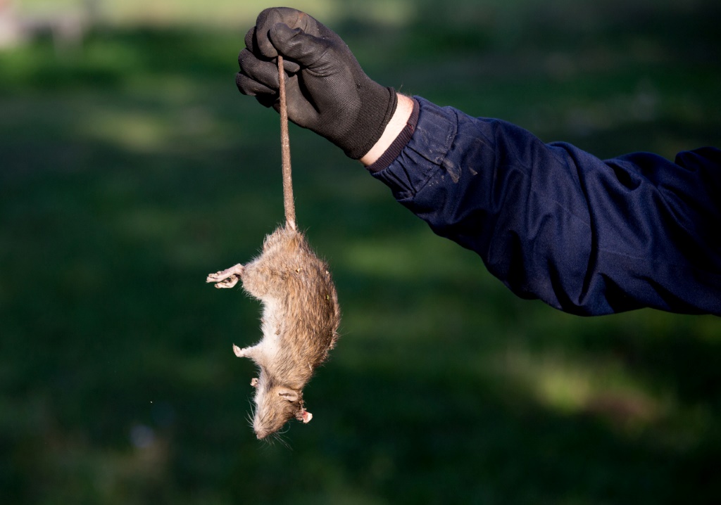 a person holding a rat by its tail