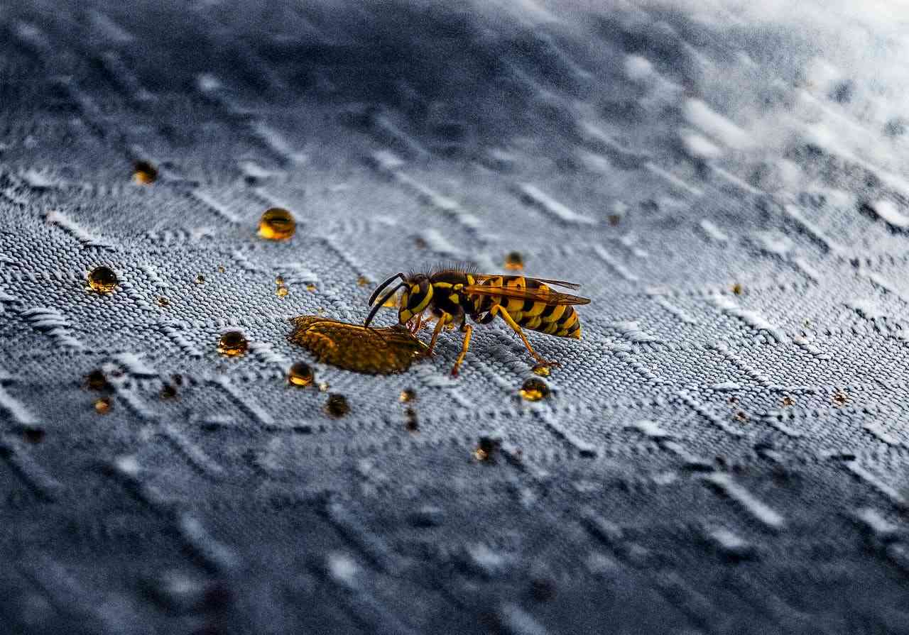 a close up picture of a wasp