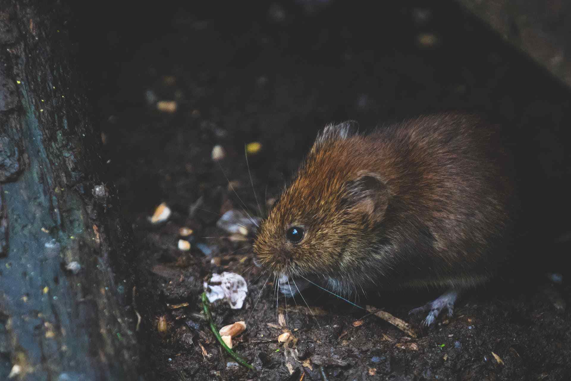 a close up picture of a rat
