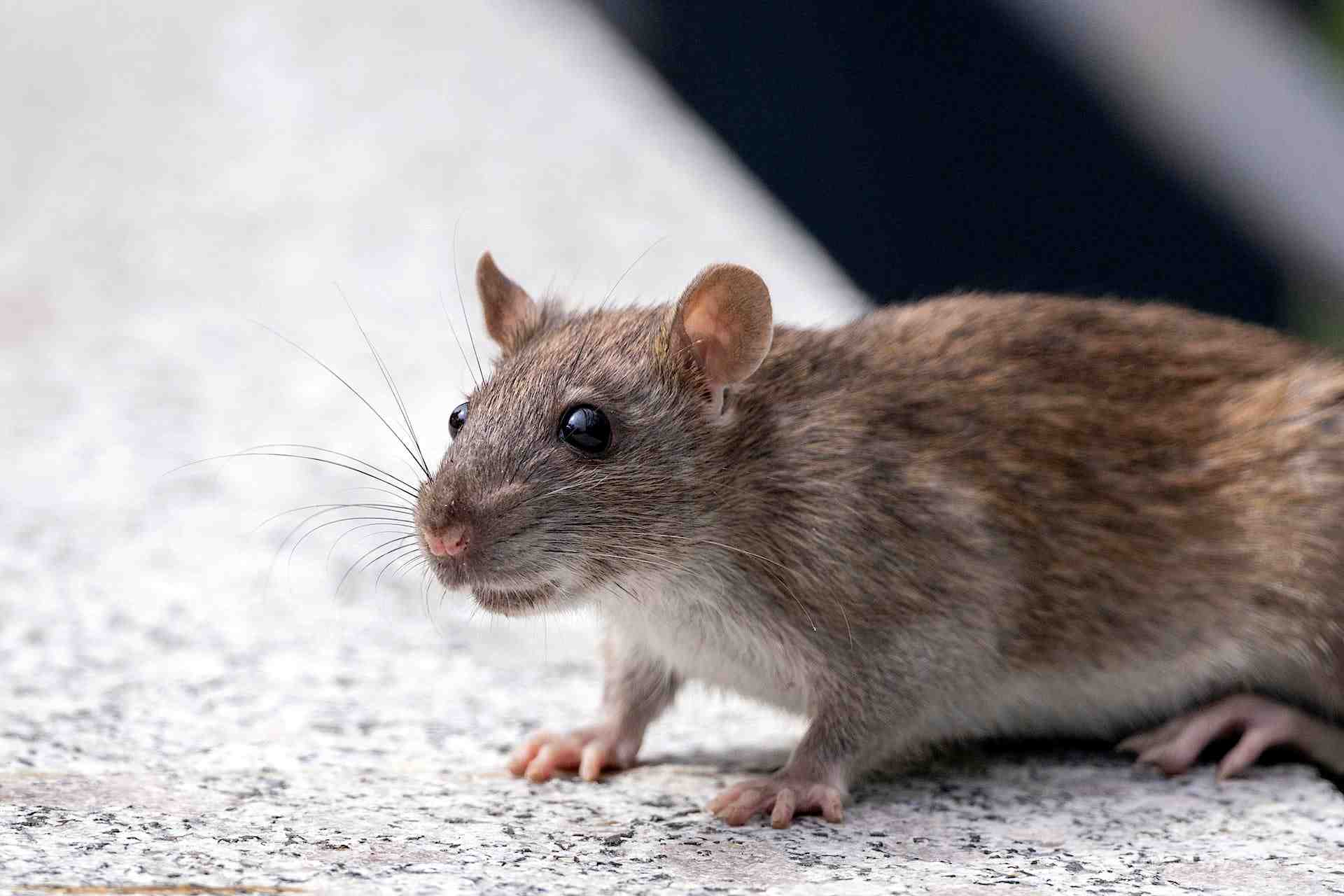 close up picture of a rat